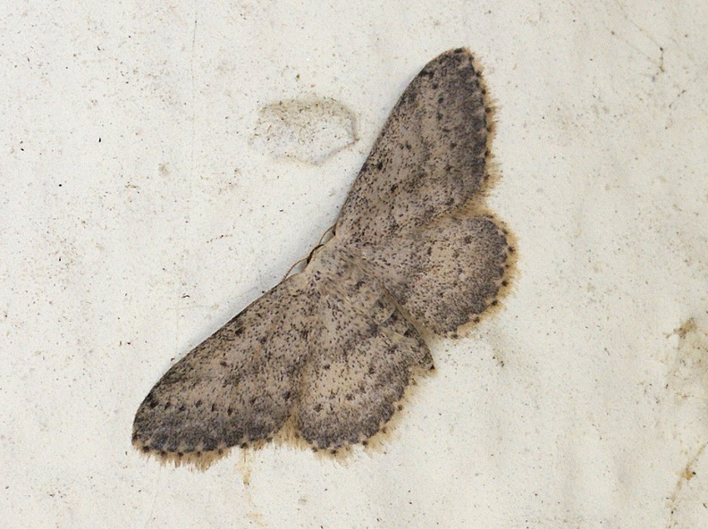 Idaea seriata (Schrank, 1802)-In natura