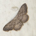 Idaea seriata (Schrank, 1802)-In natura