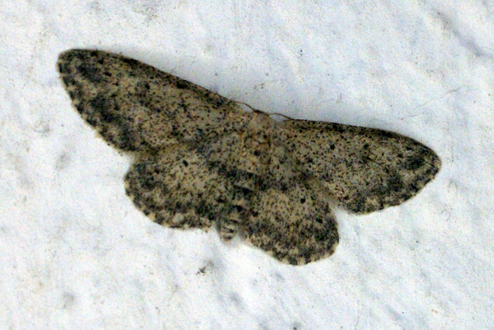 Idaea seriata (Schrank, 1802)-In natura