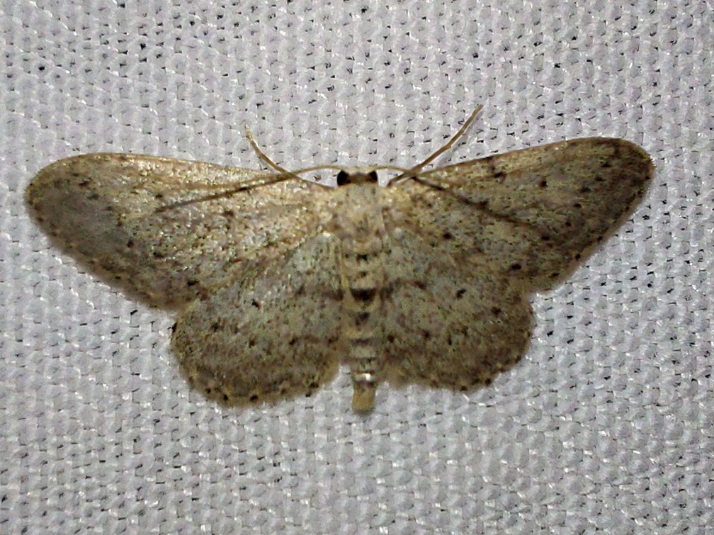 Idaea seriata (Schrank, 1802)-In natura