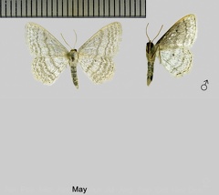 Idaea subsericeata (Haworth, 1809)