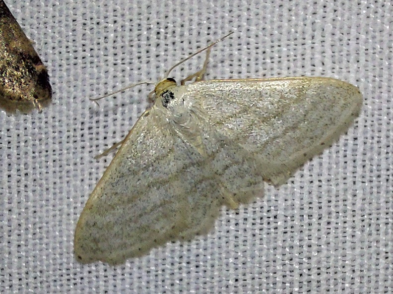 Idaea subsericeata (Haworth, 1809)