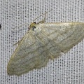 Idaea subsericeata (Haworth, 1809)