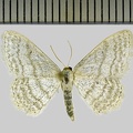 <!--hidden-->Idaea subsericeata (Haworth, 1809)-Oinville-sous-Auneau