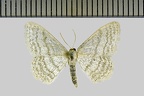 <!--hidden-->Idaea subsericeata (Haworth, 1809)-Oinville-sous-Auneau