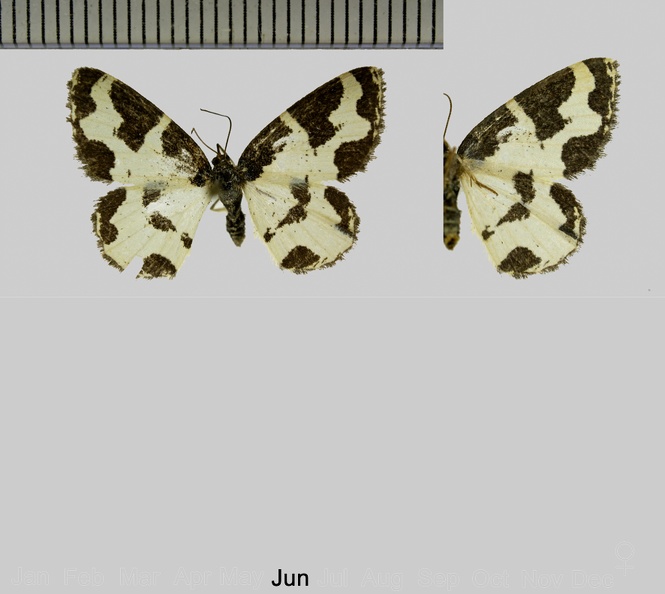 Lomaspilis marginata (Linnaeus, 1758).jpg