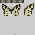 Lomaspilis marginata (Linnaeus, 1758)