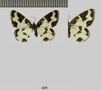 Lomaspilis marginata (Linnaeus, 1758)