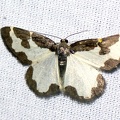 Lomaspilis marginata (Linnaeus, 1758)-In natura