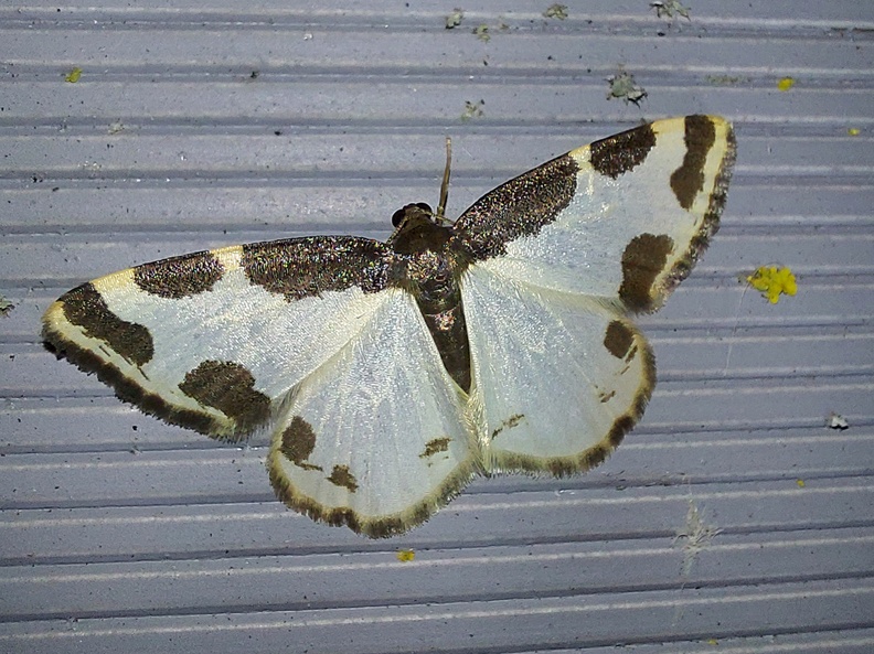 Lomaspilis marginata (Linnaeus, 1758)-In natura