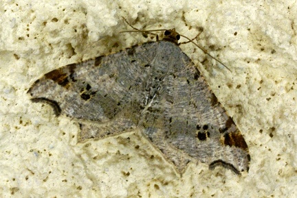 Macaria alternata (Denis & Schiffermüller, 1775)-In natura