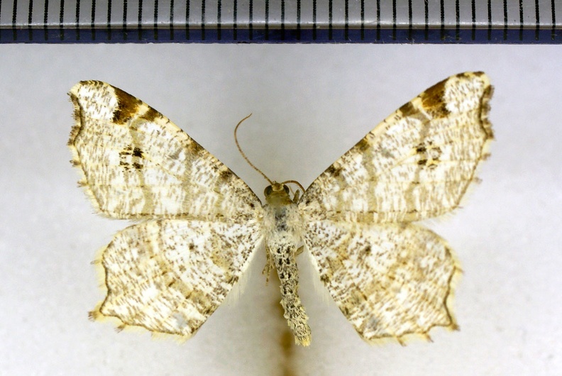 Macaria notata (Linnaeus, 1758)-Lèves.JPG