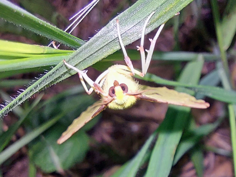 Opisthograptis luteolata (Linnaeus, 1758)-In natura