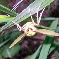 Opisthograptis luteolata (Linnaeus, 1758)-In natura