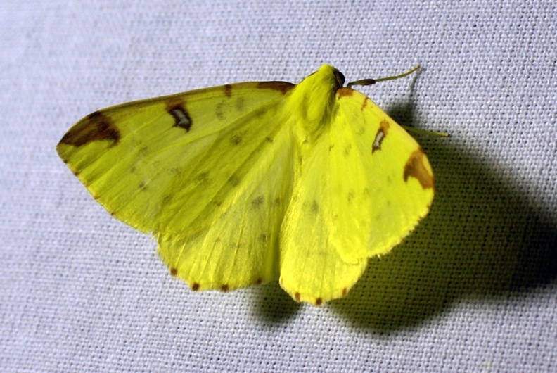 Opisthograptis luteolata (Linnaeus, 1758)-In natura (2).jpg