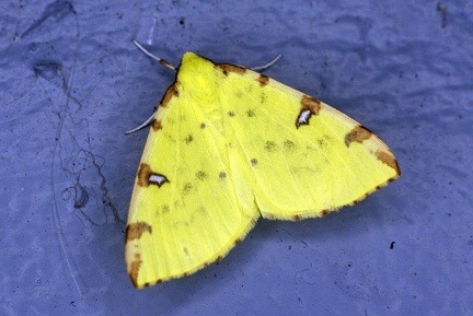 Opisthograptis luteolata (Linnaeus, 1758)-In natura