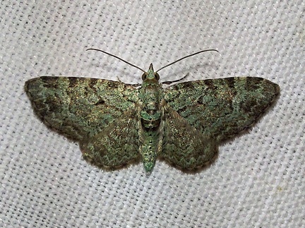 Pasiphila rectangulata (Linnaeus, 1758)-In natura