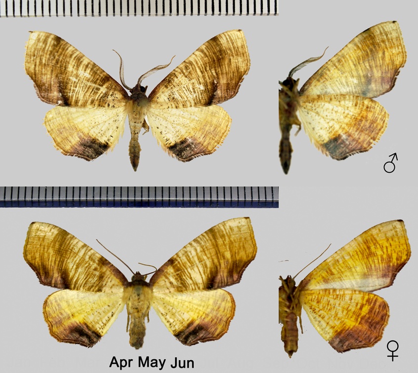 Plagodis dolabraria (Linnaeus, 1767)