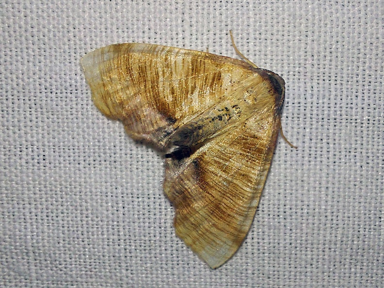 Plagodis dolabraria (Linnaeus, 1767)-In natura (1).jpg