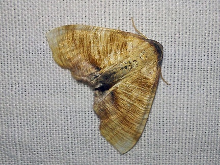 Plagodis dolabraria (Linnaeus, 1767)-In natura