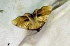 Plagodis dolabraria (Linnaeus, 1767)-In natura