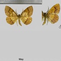 Plagodis pulveraria (Linnaeus, 1758)