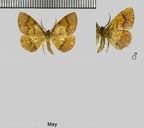 Plagodis pulveraria (Linnaeus, 1758)