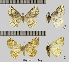 Stegania trimaculata (Villers, 1789)