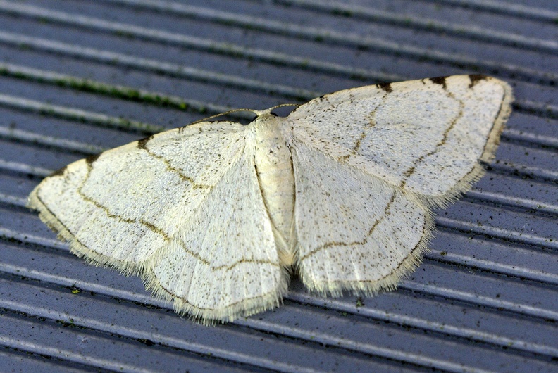 Stegania trimaculata (Villers, 1789)-In natura