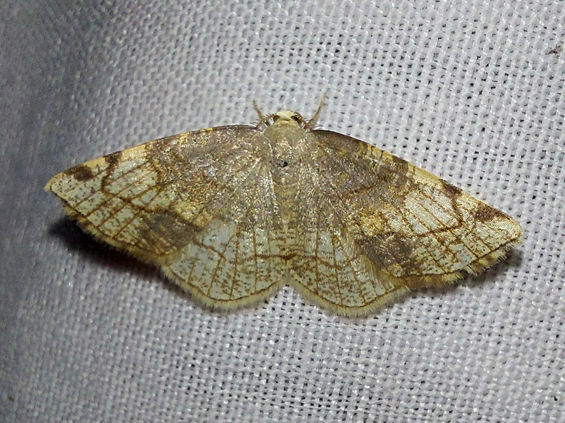 Stegania trimaculata (Villers, 1789)-In natura (6).jpg