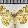 <!--hidden-->Stegania trimaculata (Villers, 1789)-Oinville-sous-Auneau