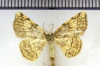 <!--hidden-->Stegania trimaculata (Villers, 1789)-Oinville-sous-Auneau