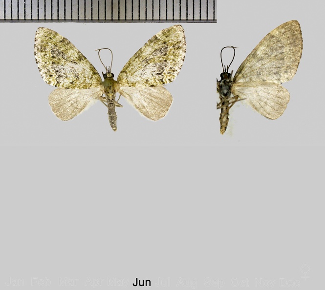 Acasis viretata (Hübner, 1799).jpg