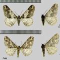 Agriopis leucophaearia (Denis & Schiffermüller, 1775)