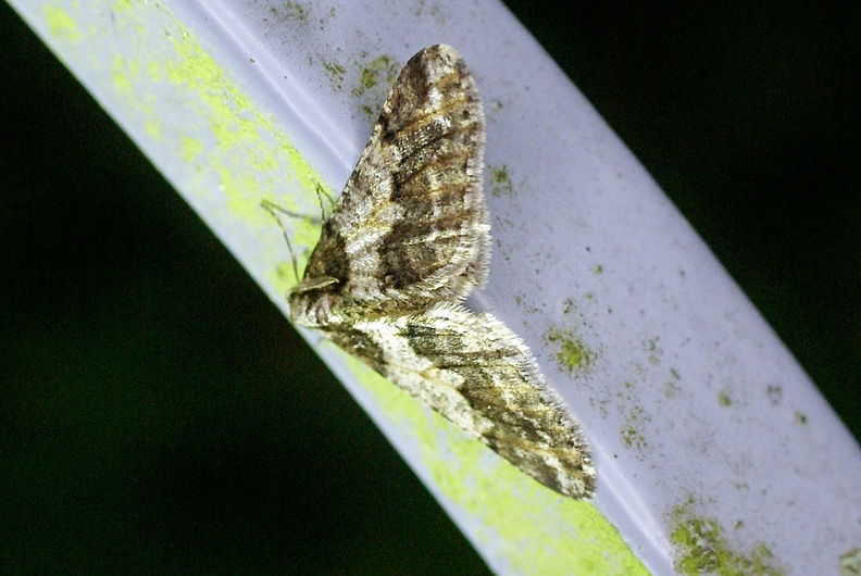 Agriopis leucophaearia (Denis & Schiffermüller, 1775)-In natura (2).JPG