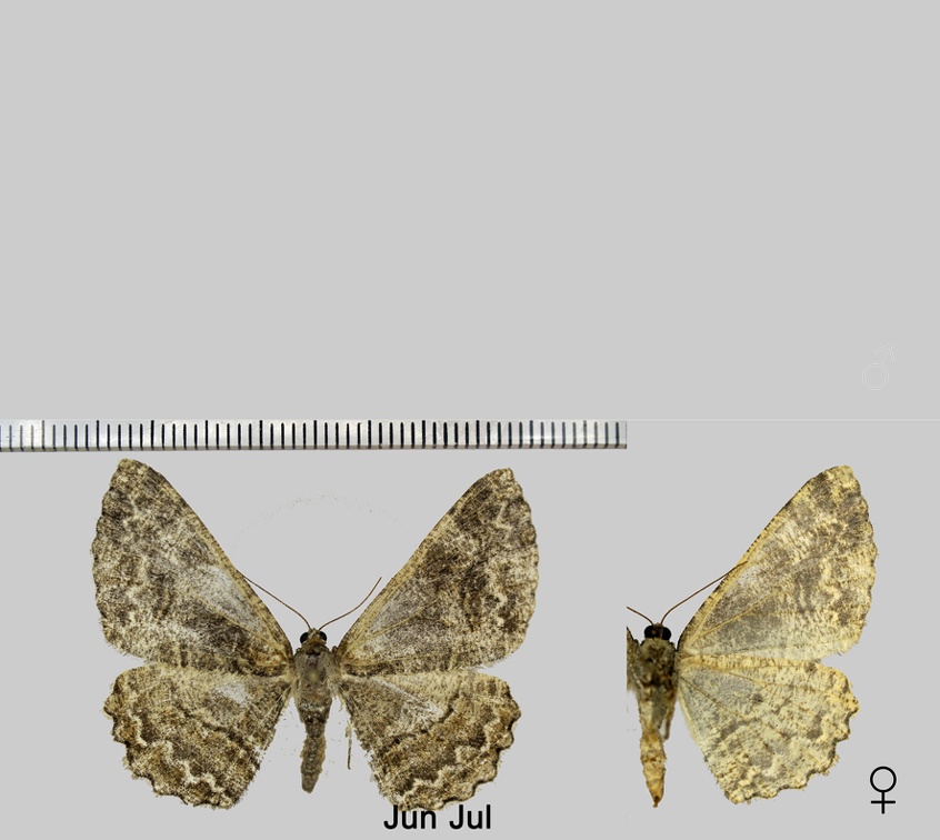 Alcis repandata (Linnaeus, 1758)