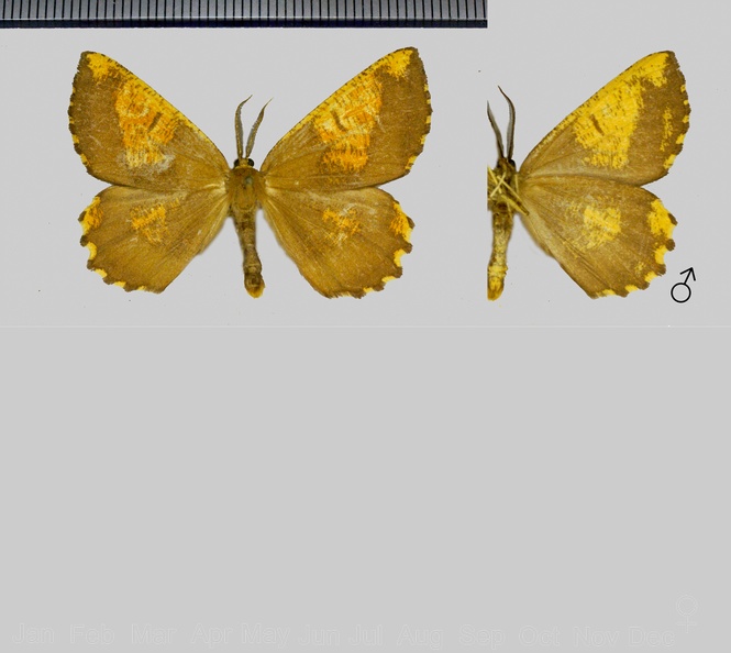 Angerona prunaria (Linnaeus, 1758)-1.jpg
