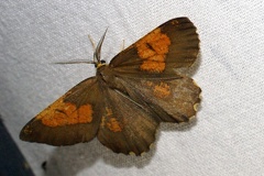 Angerona prunaria (Linnaeus, 1758)-In natura