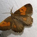 Angerona prunaria (Linnaeus, 1758)-In natura