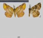 Apeira syringaria (Linnaeus, 1758)