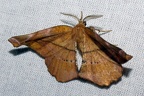 Apeira syringaria (Linnaeus, 1758)-In natura