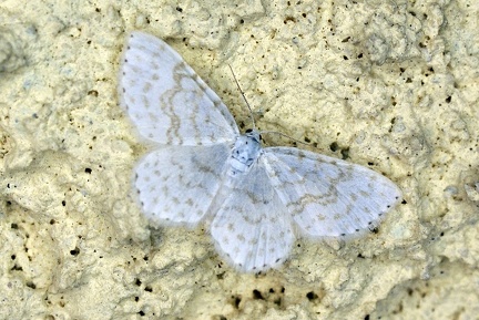 Asthena albulata (Hufnagel, 1767)-In natura