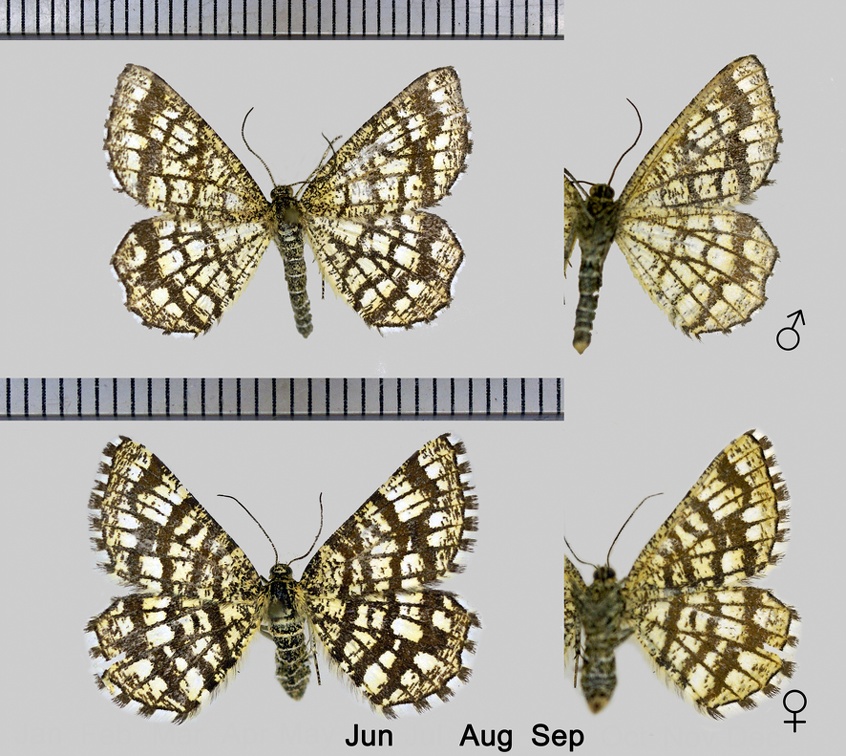 Chiasmia clathrata (Linnaeus, 1758)