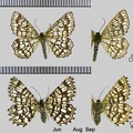 Chiasmia clathrata (Linnaeus, 1758)