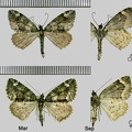 Chloroclysta siterata (Hufnagel, 1767)