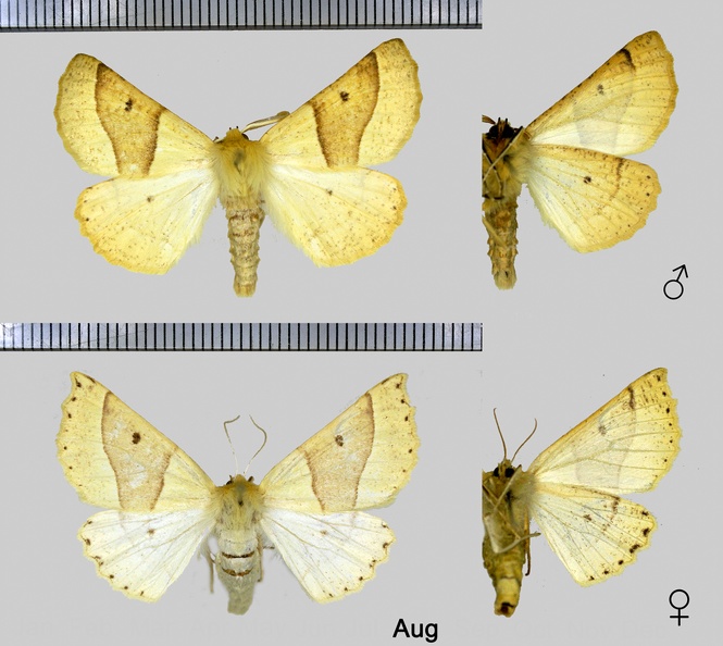 Crocallis elinguaria (Linnaeus, 1758).jpg