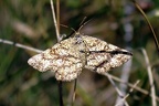 <!--hidden-->Ematurga atomaria (Linnaeus, 1758)-Boncourt