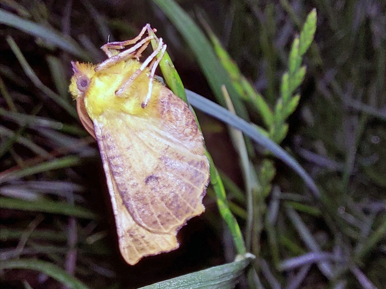 Ennomos erosaria (Denis & Schiffermüller, 1775)-In natura (3).jpg