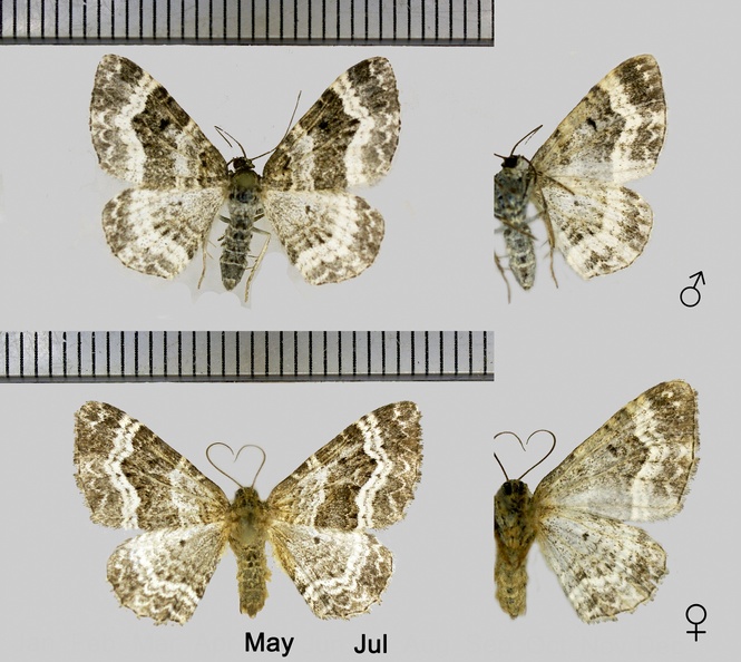 Epirrhoe alternata (O.F. Müller, 1764)