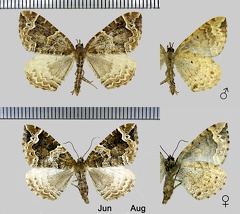 Eulithis prunata (Linnaeus, 1758)